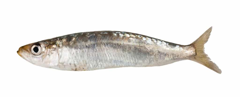 Picture of a sardine