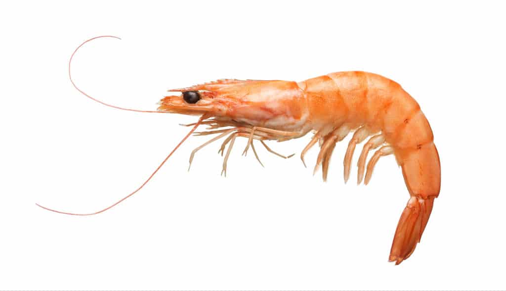 Picture of a fresh boiled tiger shrimp isolated