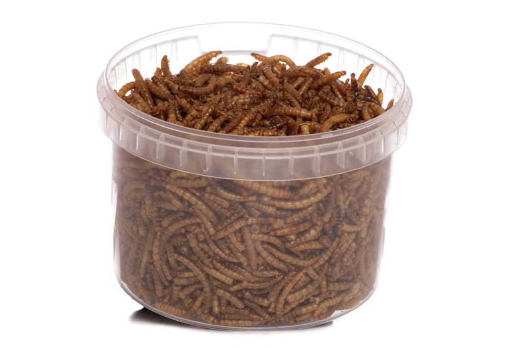Picture of dried mealworms - Blogpost: Can hamsters eat mealworms