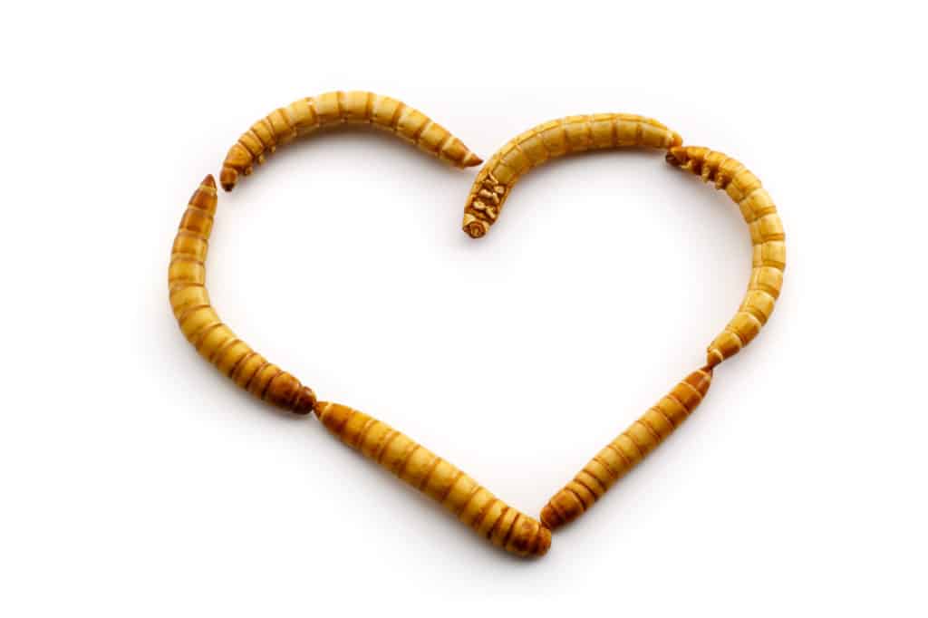 Picture of live mealworms
