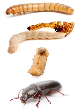 Mealworm lifecycle