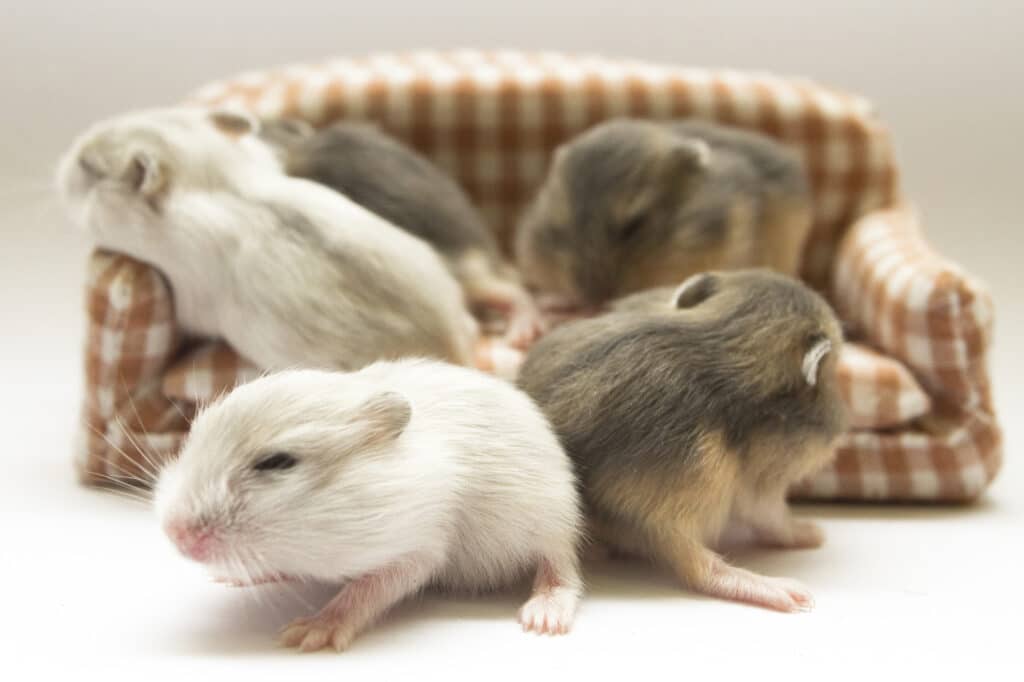 A picture of baby hamsters for the blog post Why do hamsters eat their babies.