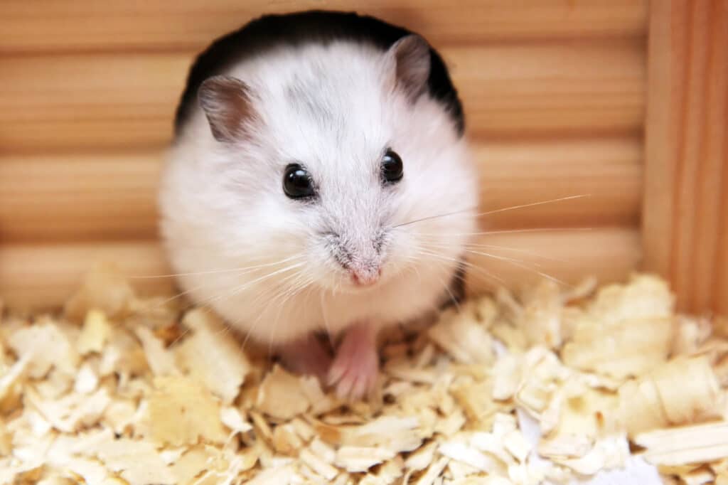 Picture of a phodopus hamster for the blog post do hamsters eat their poop