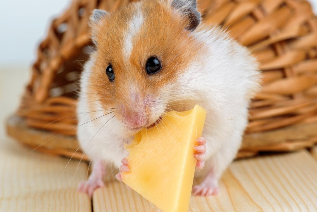A hamster holding a piece of cheese