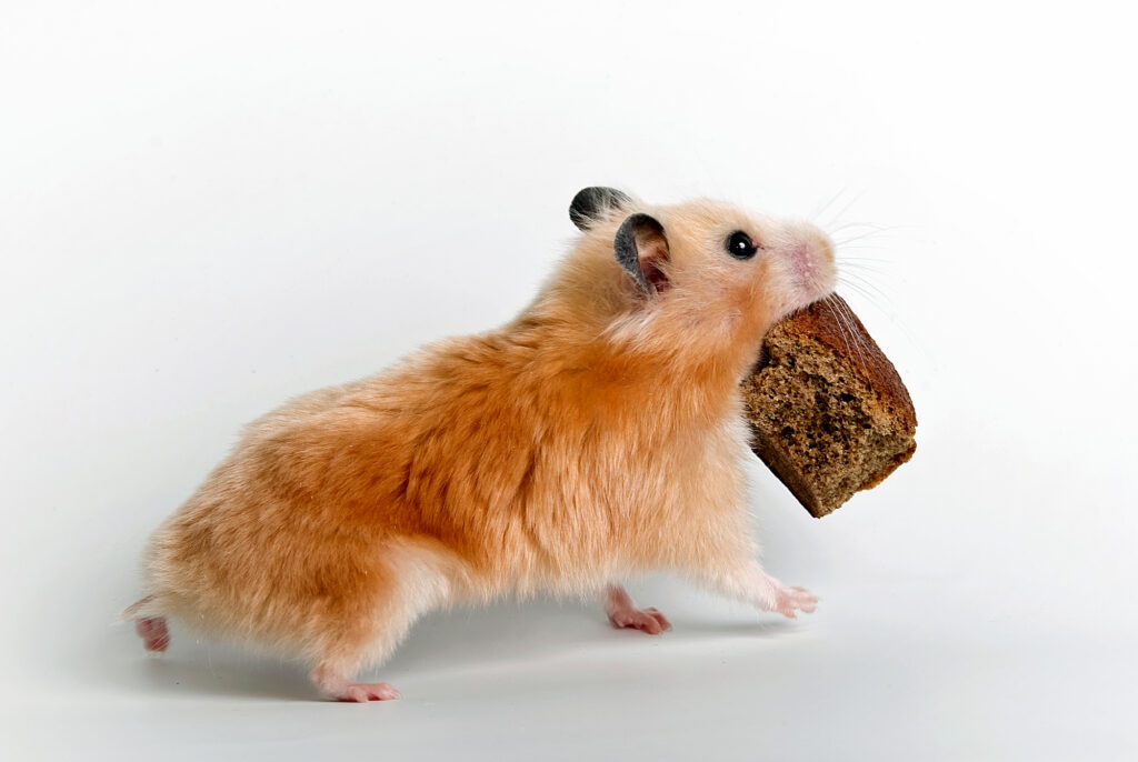 Hamster eating bread
