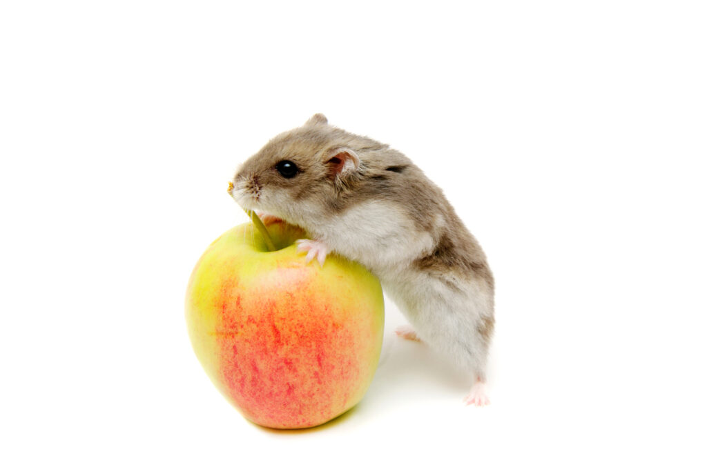 Hamster food - Hamster eating fruit