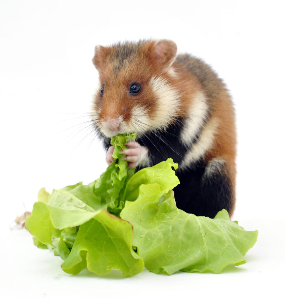 Hamster eating herb