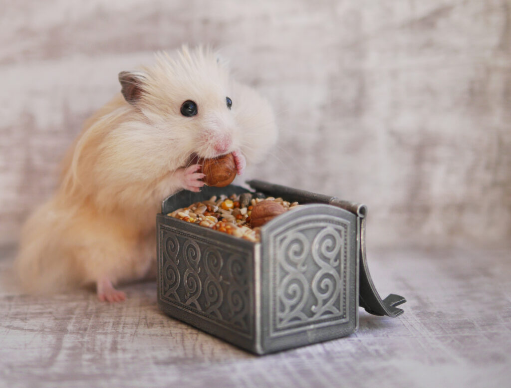Hamster eating nuts - Hamster food