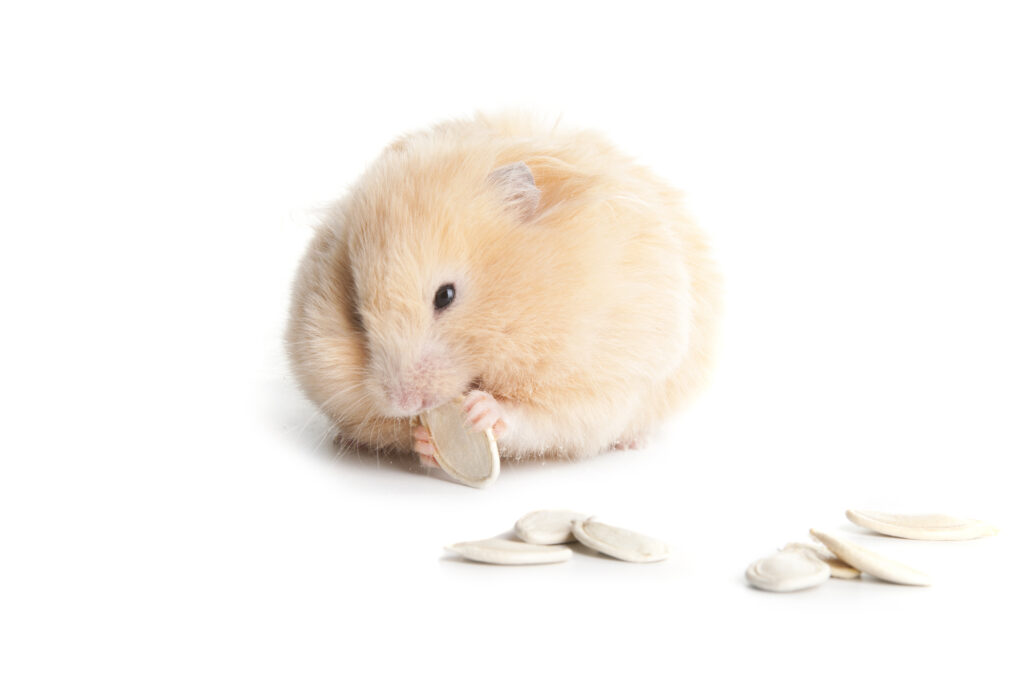 Hamster eating seeds - Hamster food
