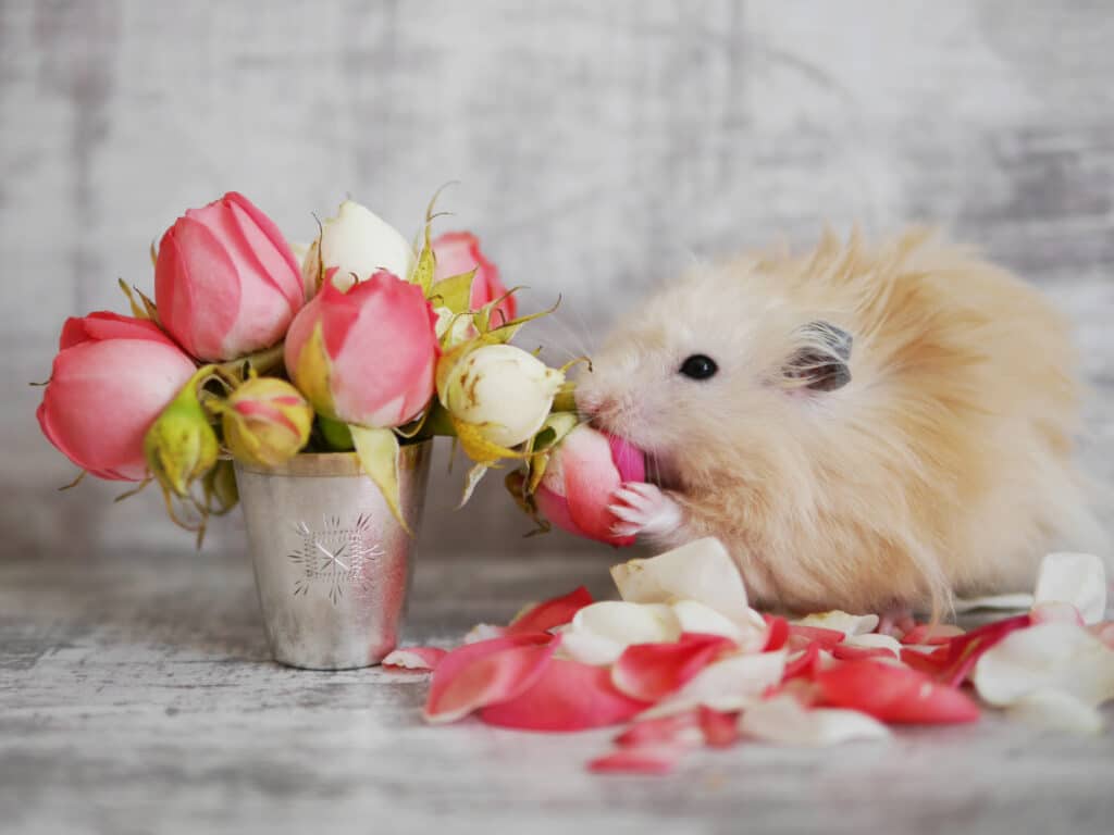 What can hamsters eat? - A hamster eating flowers