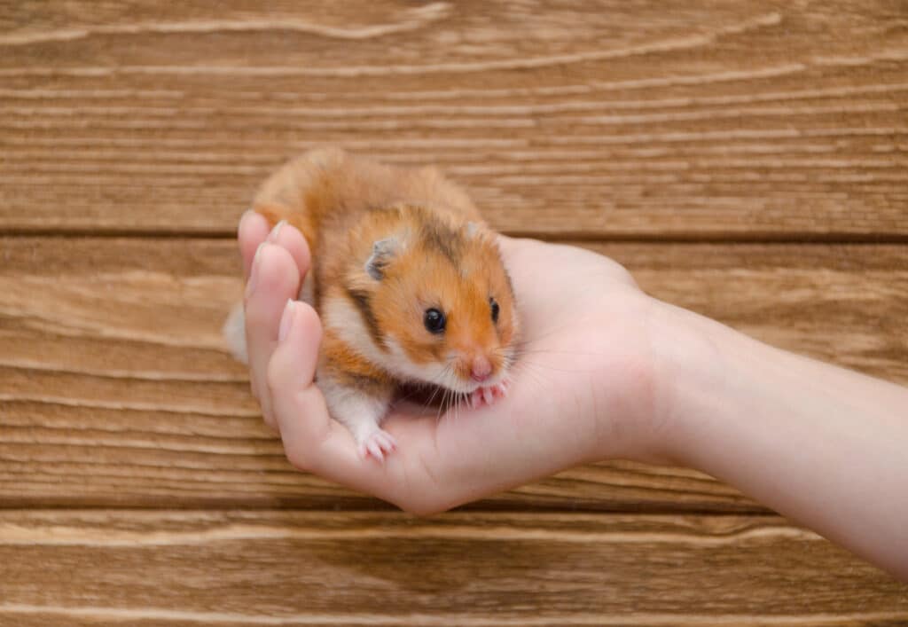 A child holding a hamster - Used for the blog post Hamster pee