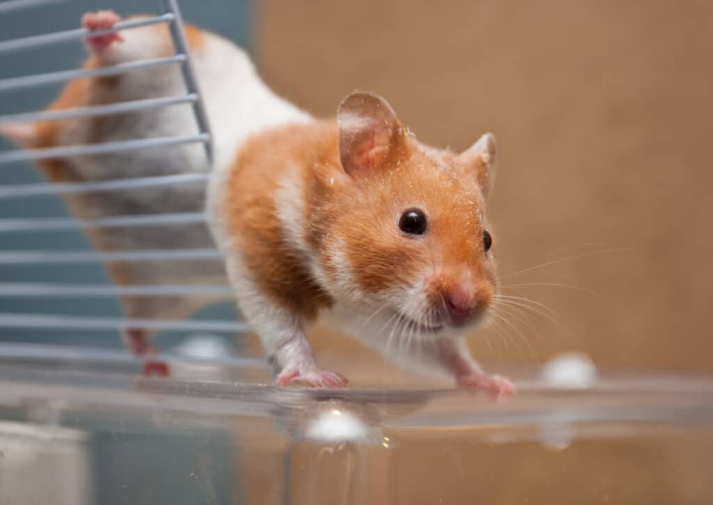 Hamster trying to escape from the top of the cage - Used for the blog post 'How to find a lost hamster'