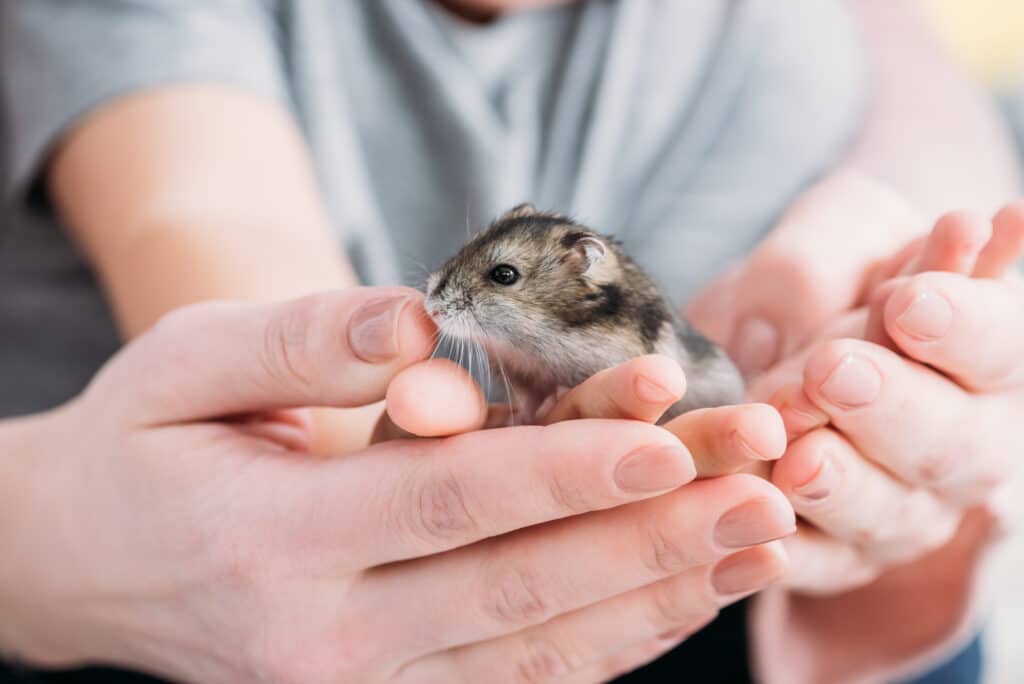 Hamster on the hand of a couple