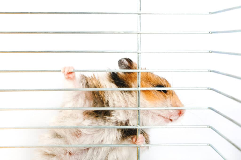 Hamster trying to escape from cage