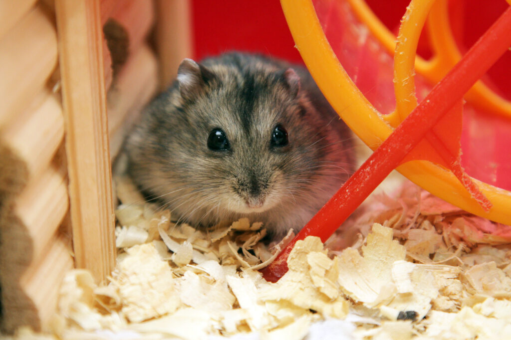 Picture of a scared hamster - this hamsters might poop anytime.