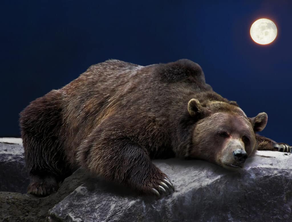 A bear sleeping