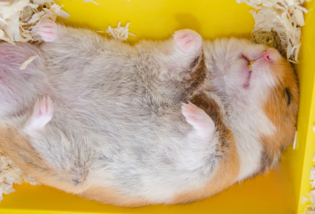 Hamster hibernating, sleeping, or dead? A picture for the blog post 'Why do hamsters hibernate?'