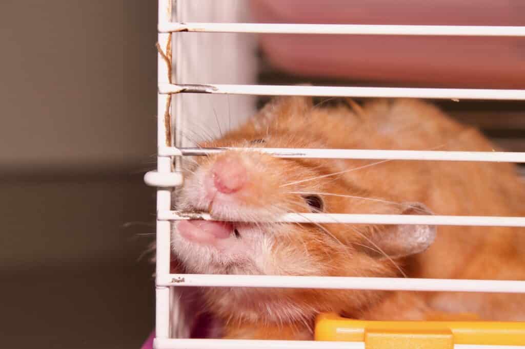An unhappy hamster chewing the cage bars