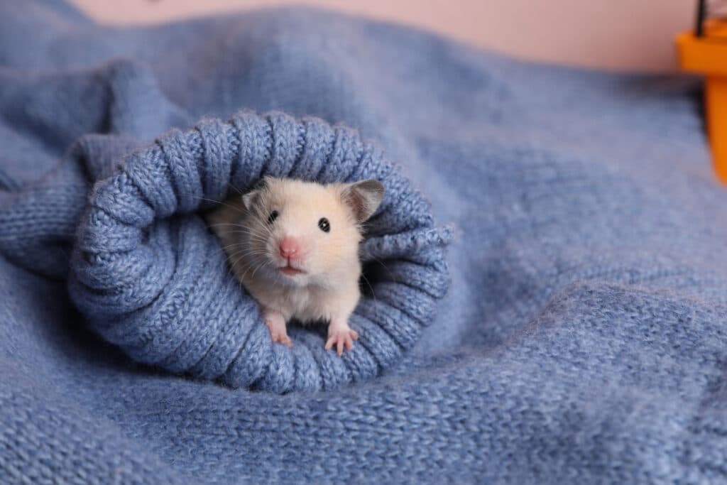 Keeping a hamster warm by covering him with a blanket. 