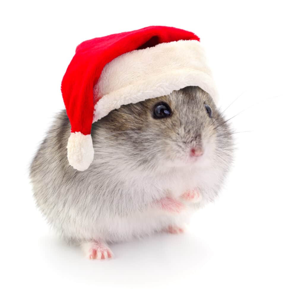 Hamster with a cold wearing a hat