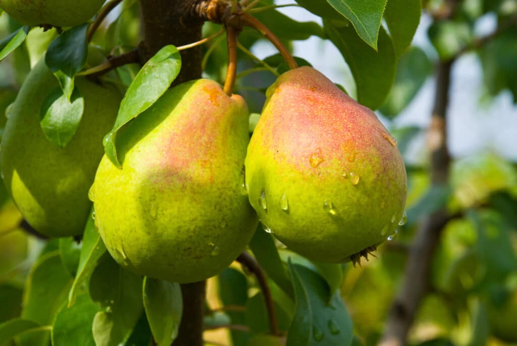 A picture of pears for the blog post 'Can hamsters eat pears?'