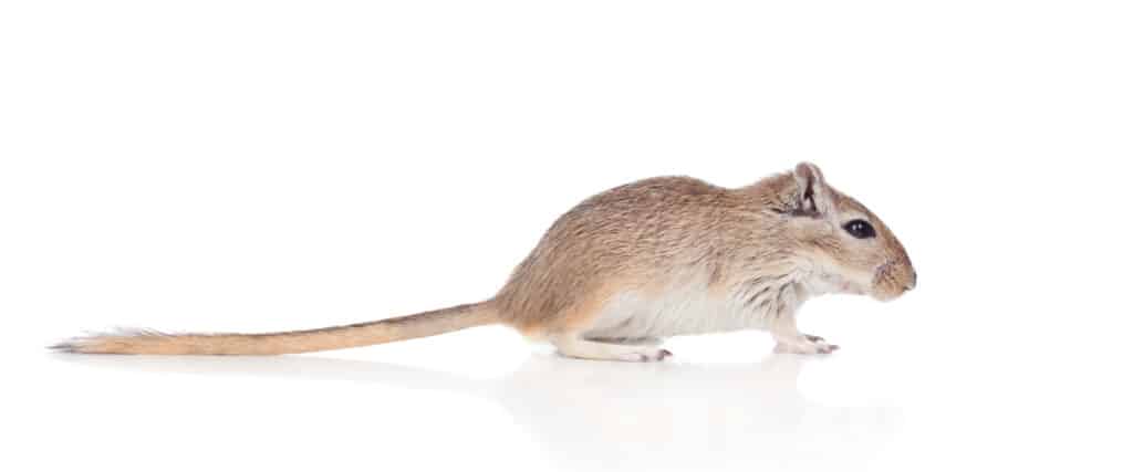 Picture of a gerbil