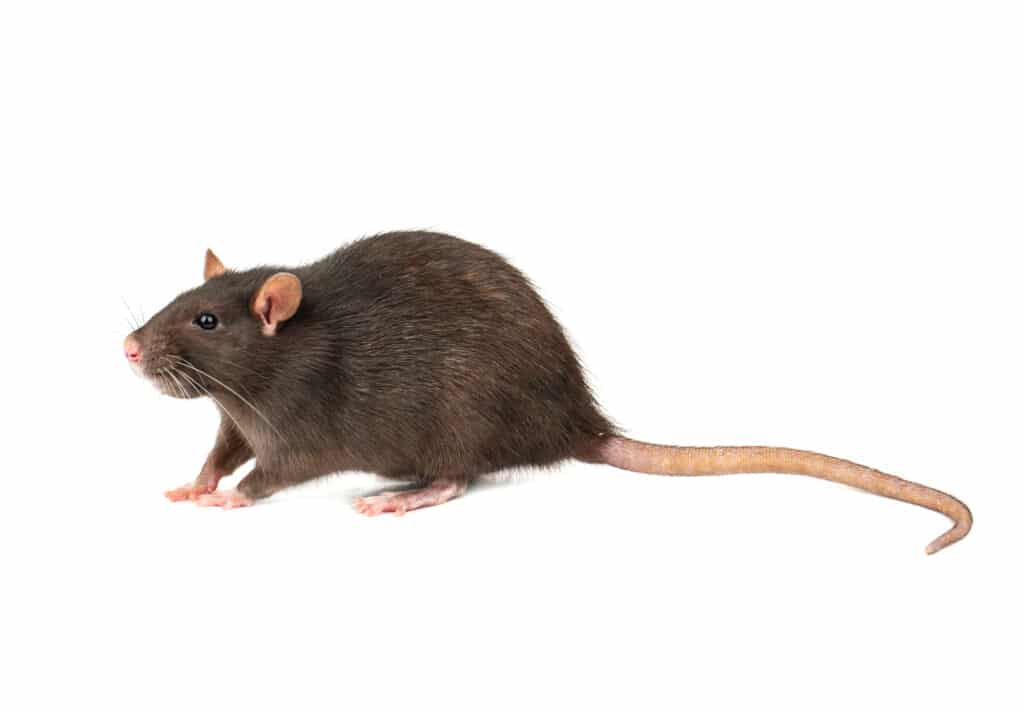 Picture of a rat