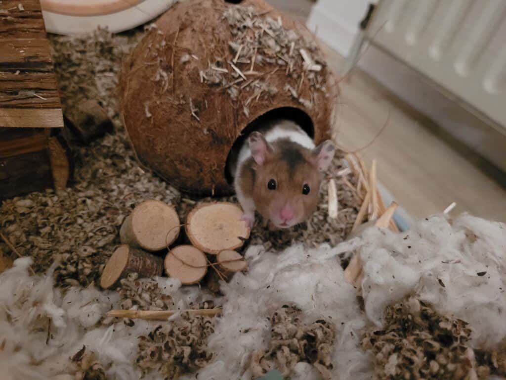 Hamster looking out of a coconut shell